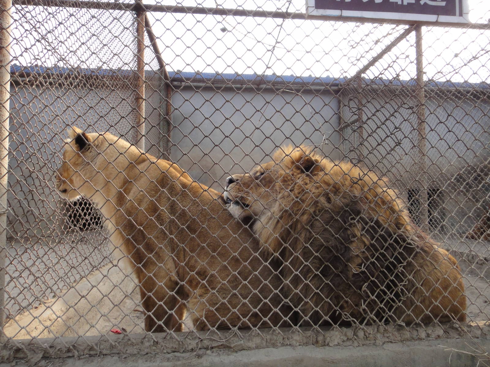 lions in the cage