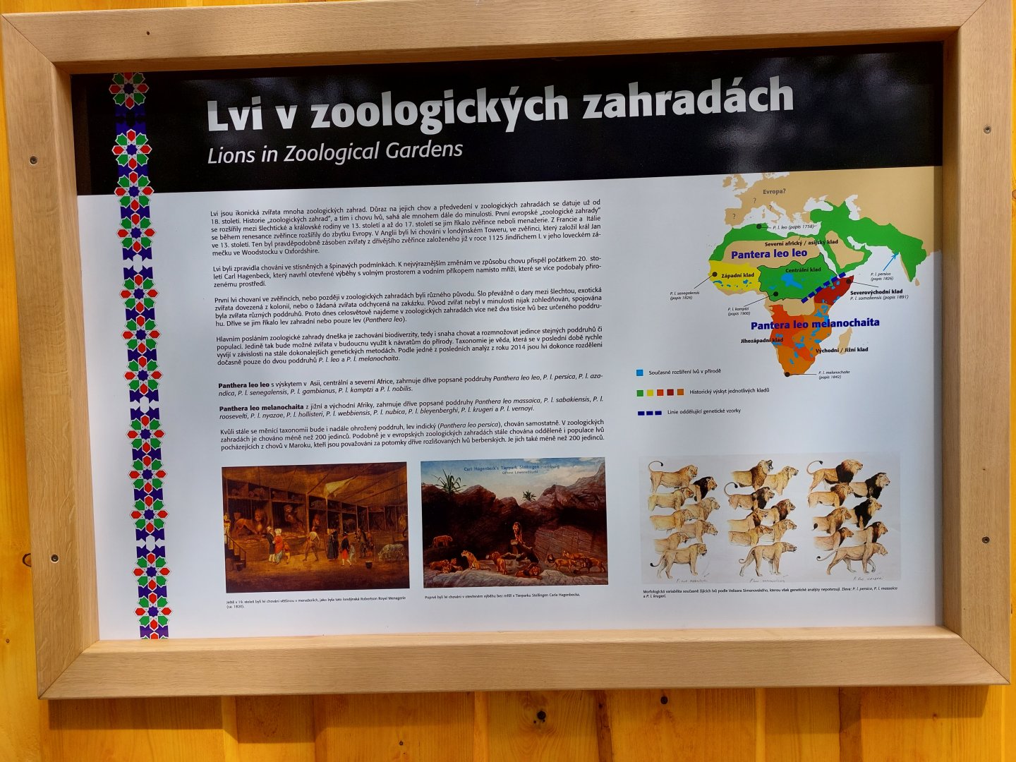 Lions in zoos education board