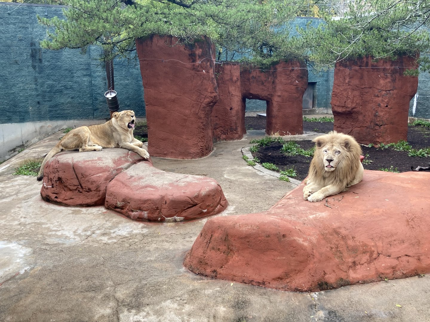 Lions (including white male)