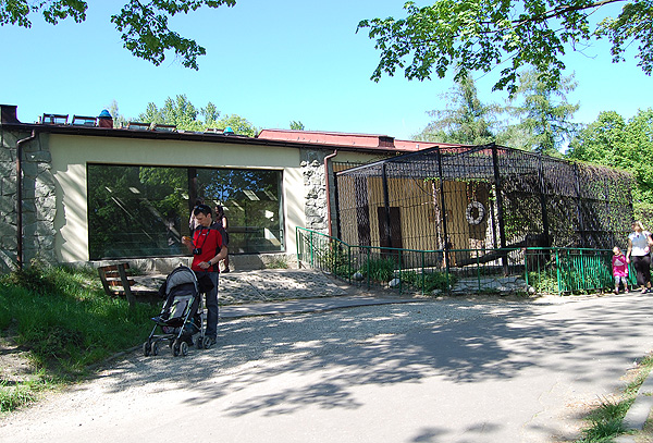Lion's indoor exhibit