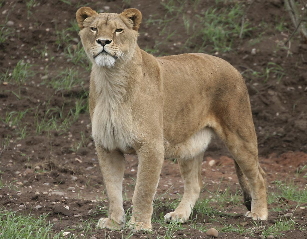 Lions - Johnny Junior's Pride