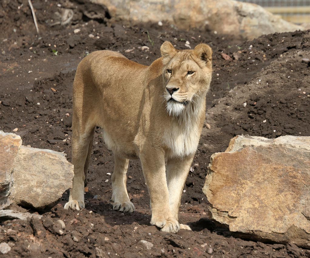 Lions - Johnny Junior's Pride