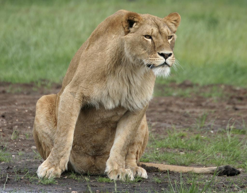 Lions - Johnny Junior's Pride