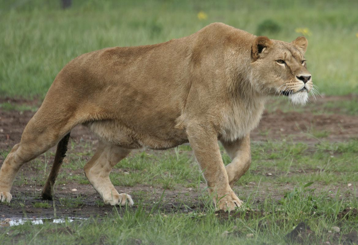 Lions - Johnny Junior's Pride