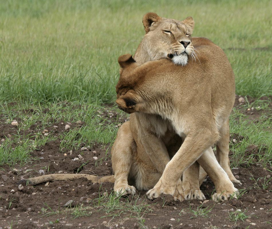 Lions - Johnny Junior's Pride