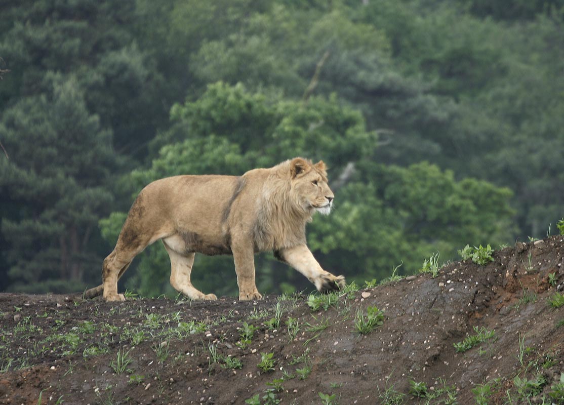 Lions - Johnny Senior's Pride - Simba