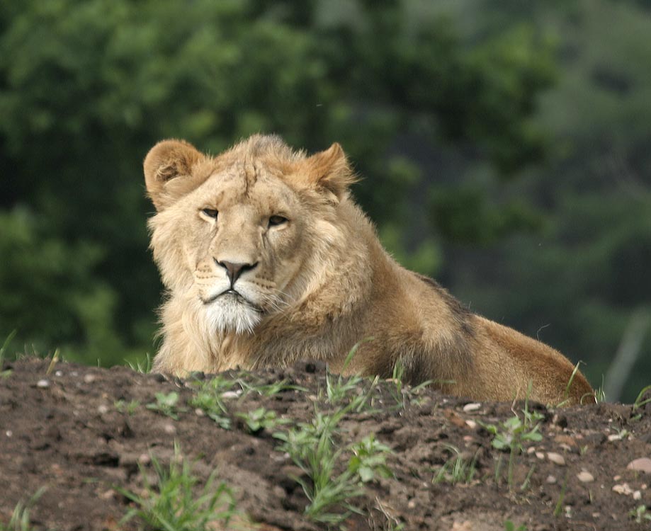 Lions - Johnny Senior's Pride - Simba