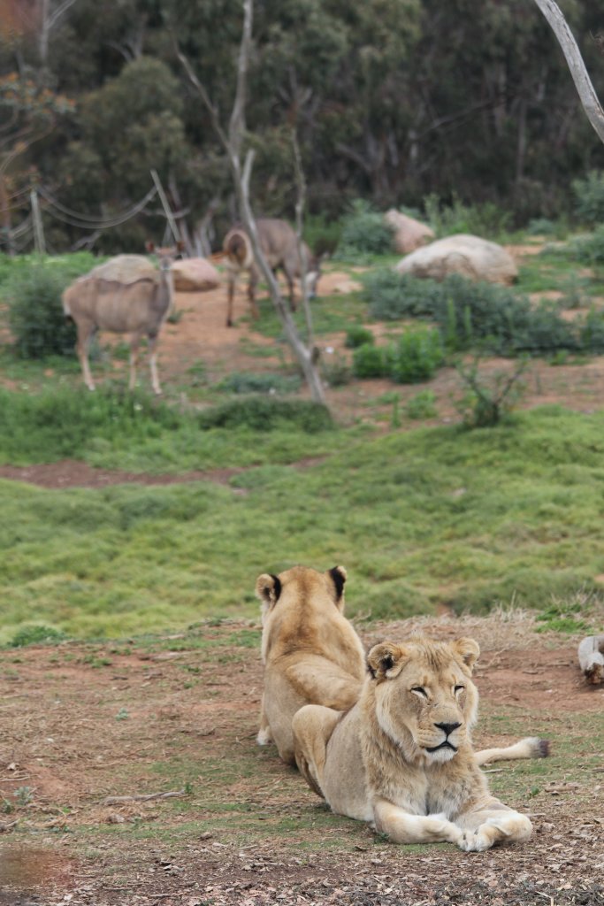 Lions, Kudu and Waterbuck