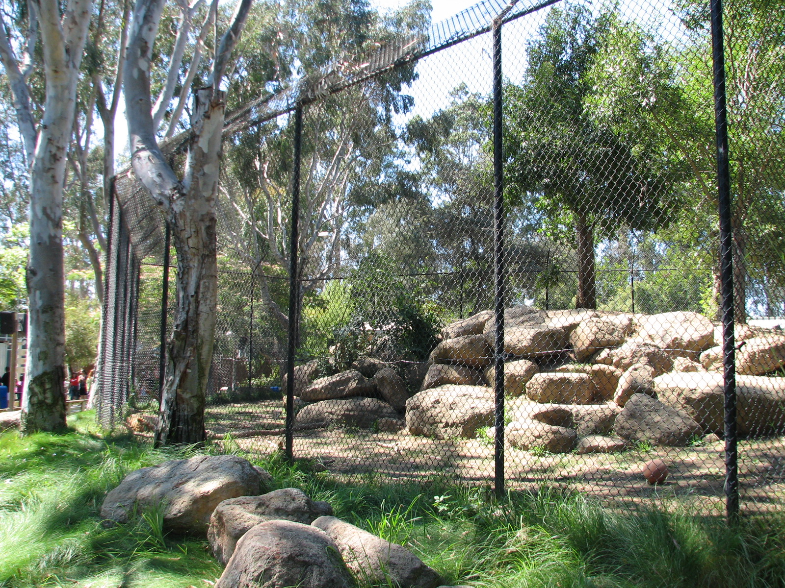 Lions Lair - African Lion Exhibit