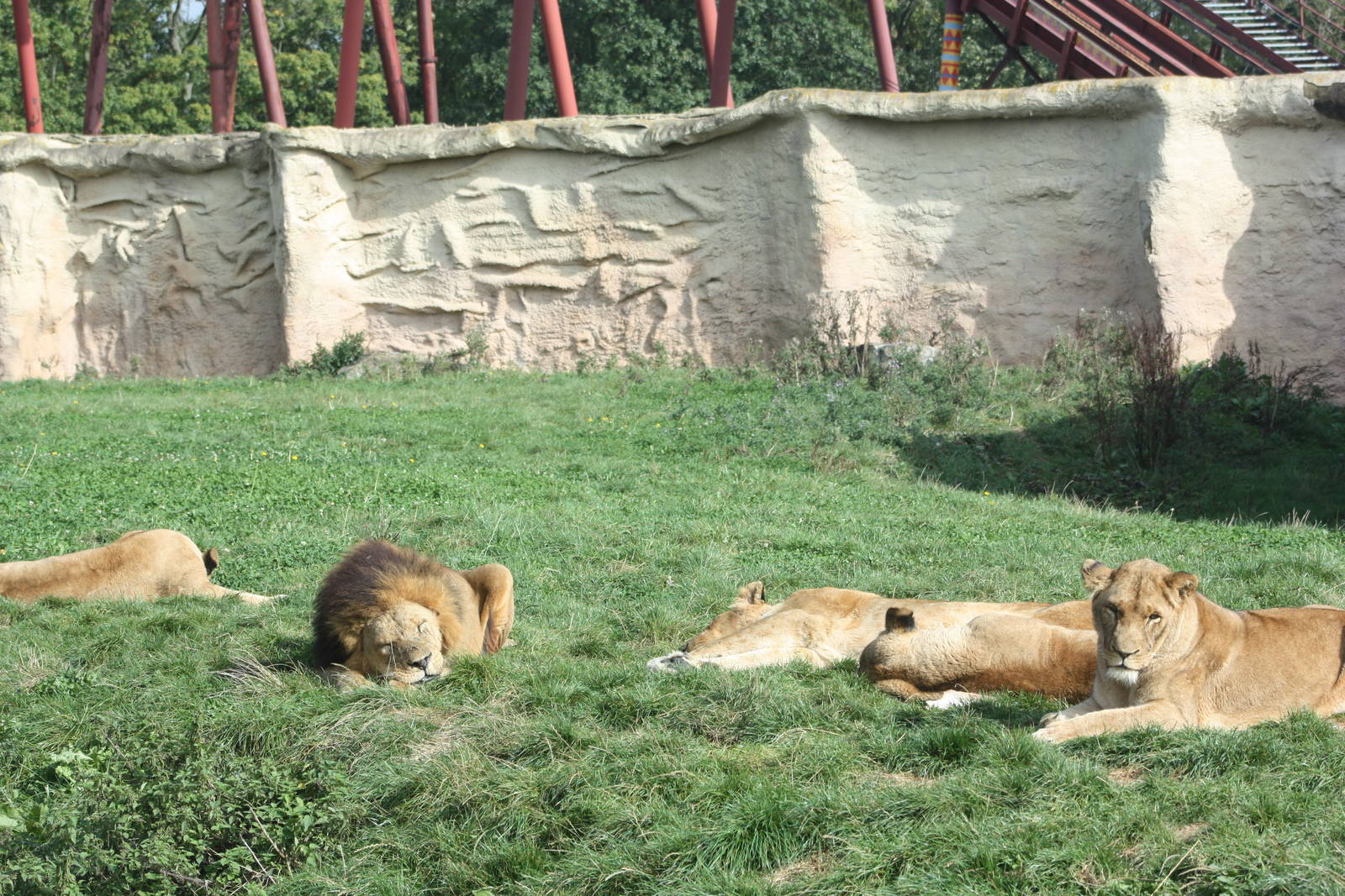 Lions lazing, 30th September 2014