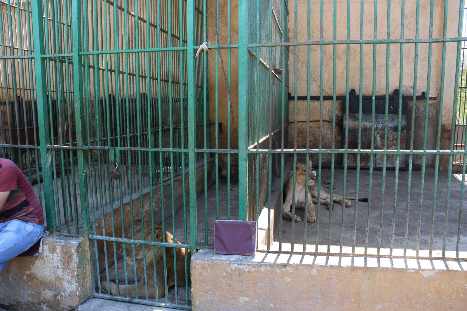 Lions, lions, everywhere!, October 2015