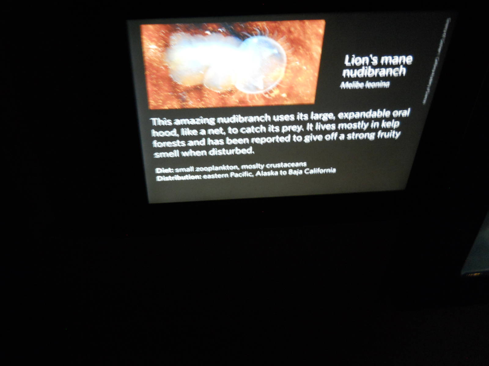 Lion's main nudibranchs interpretive sign