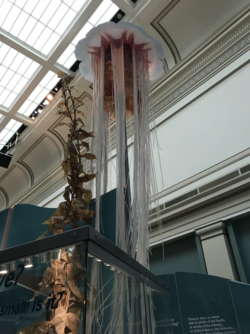 Lion's Mane Jellyfish and Kelp