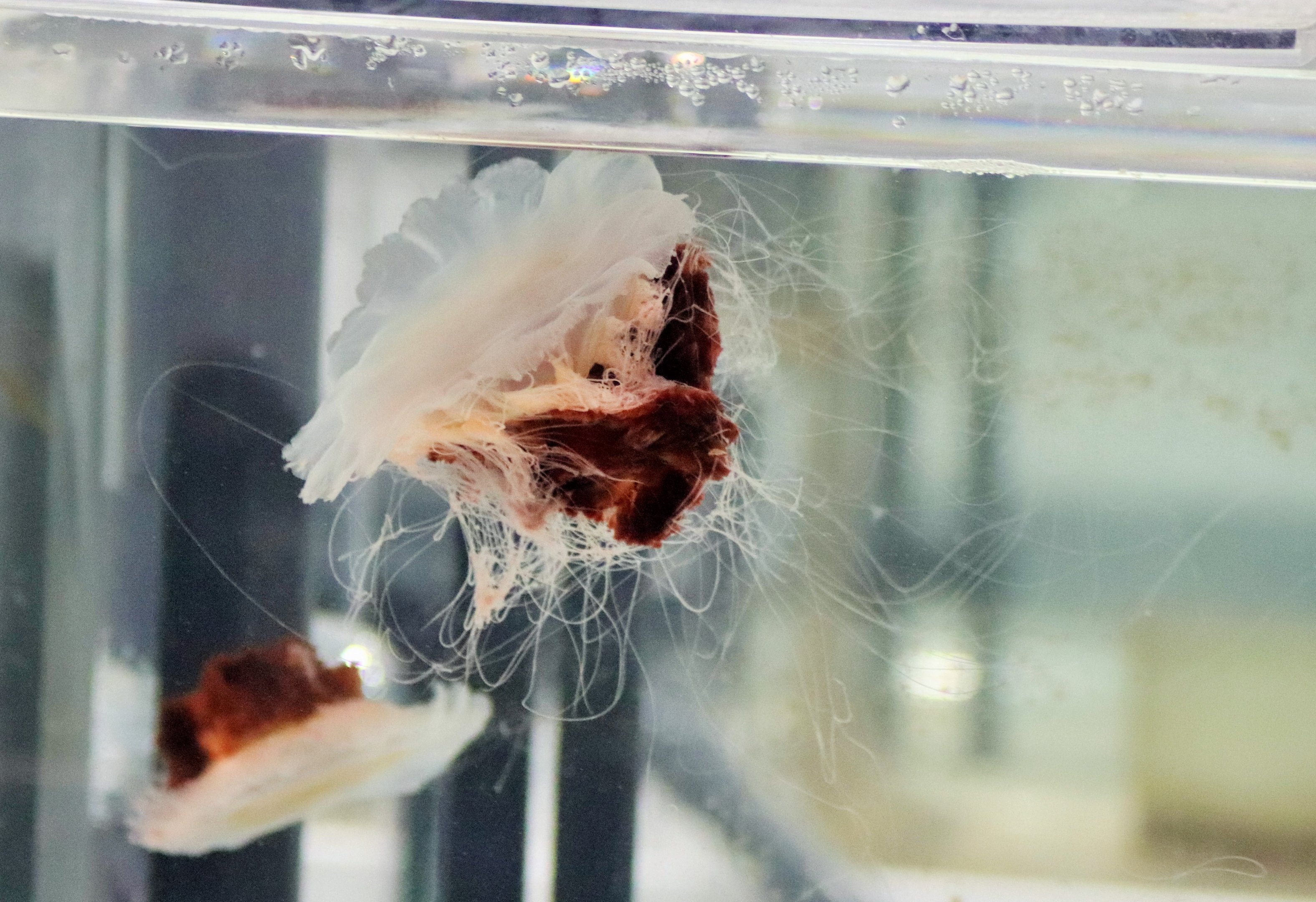 Lion's Mane Jellyfish (Cyanea annaskala)