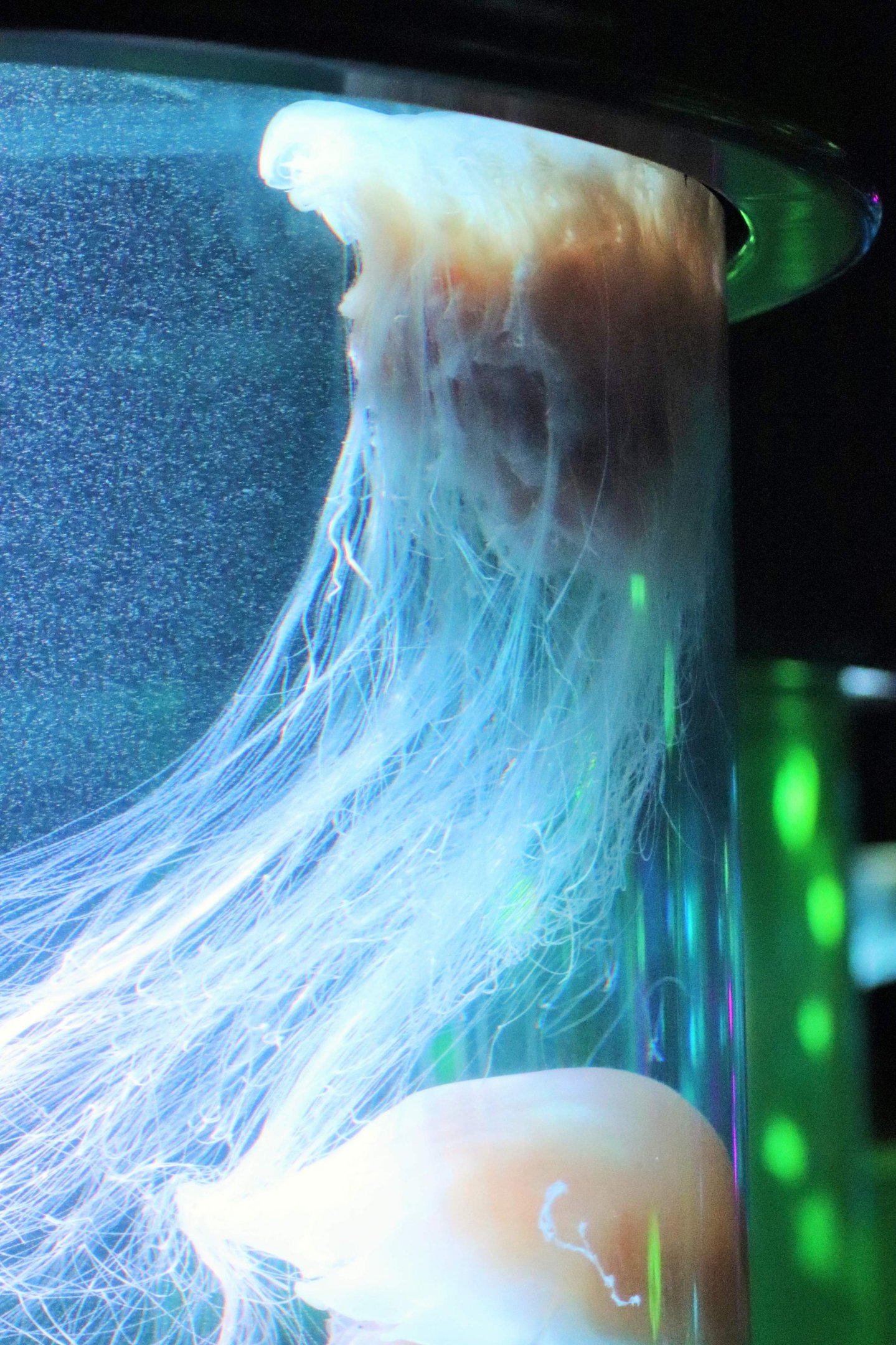 Lion's Mane Jellyfish (Cyanea capillata) - Sea Jellies Illuminated