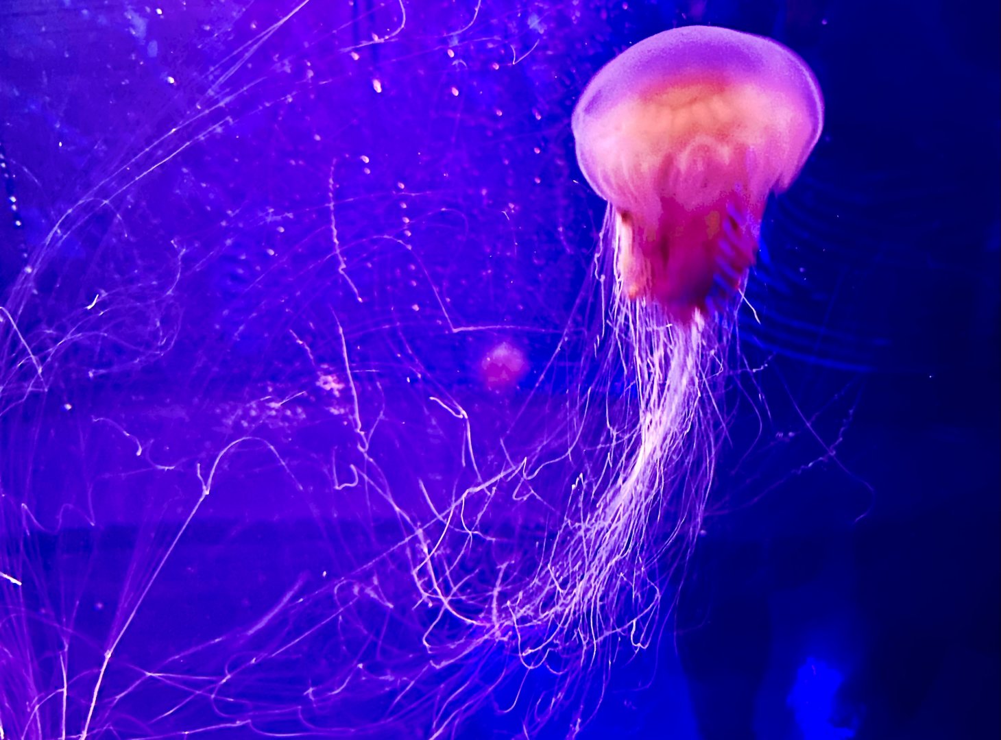 Lion’s mane jellyfish (Cyanea capillata)