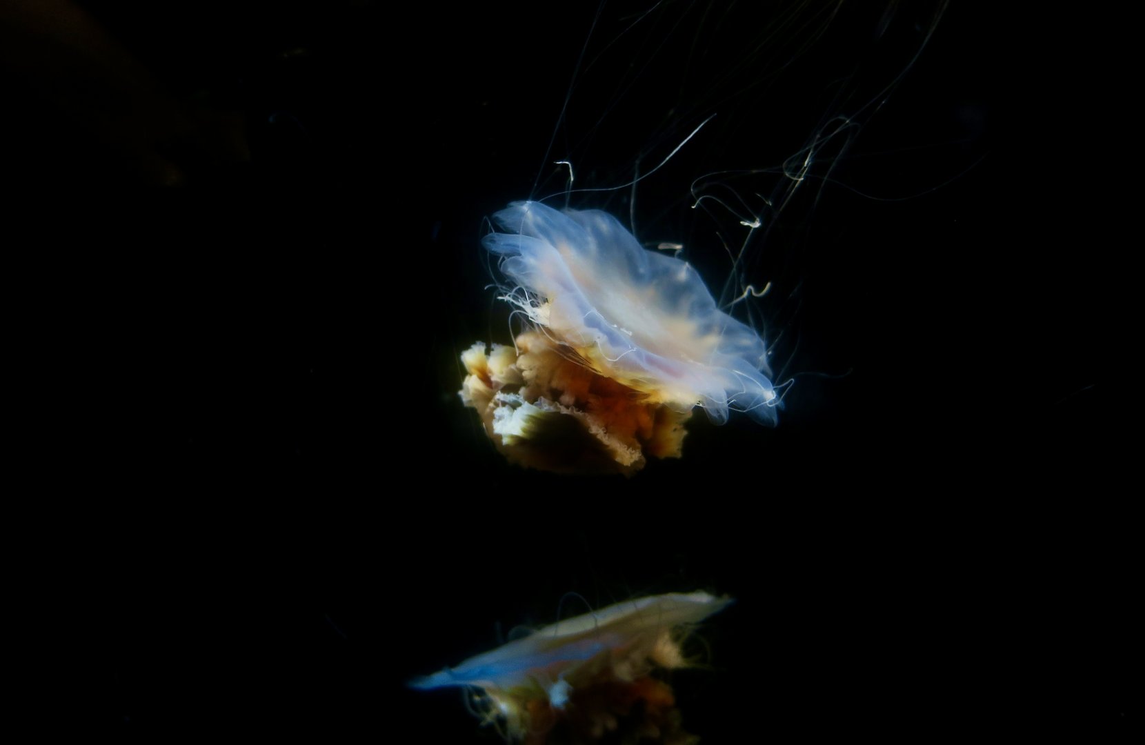 Lion's Mane Jellyfish (Cyanea capillata)