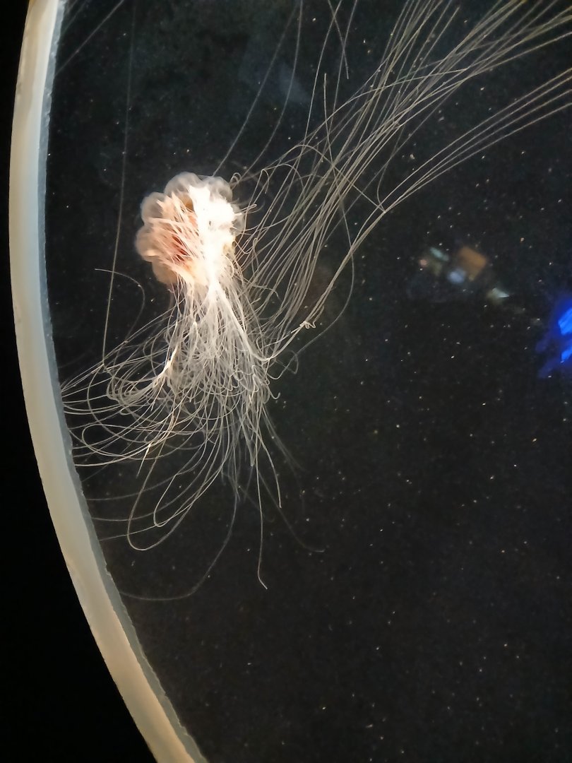 Lion's Mane Jellyfish - Seen Jan 29 2025