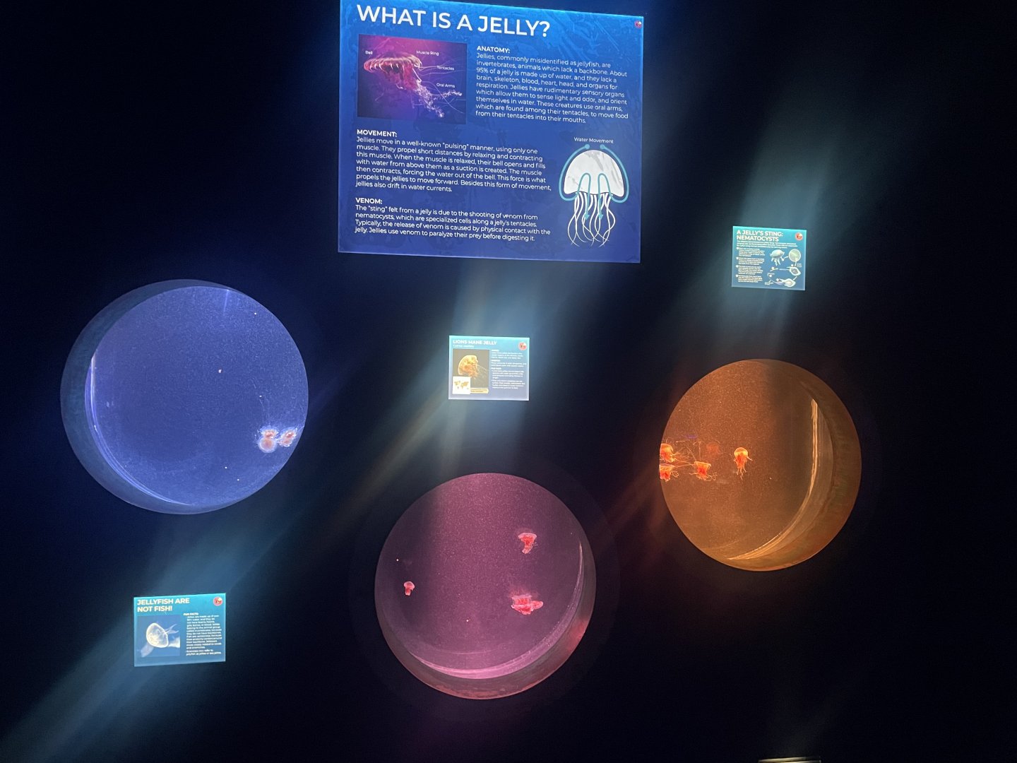 Lions Mane Jellyfish Tanks