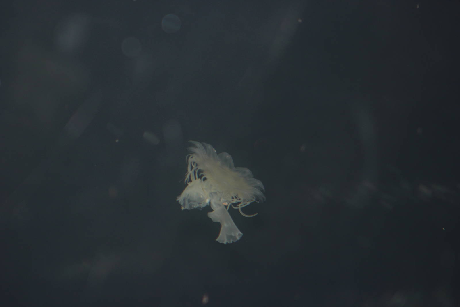 Lion's mane jellyfish