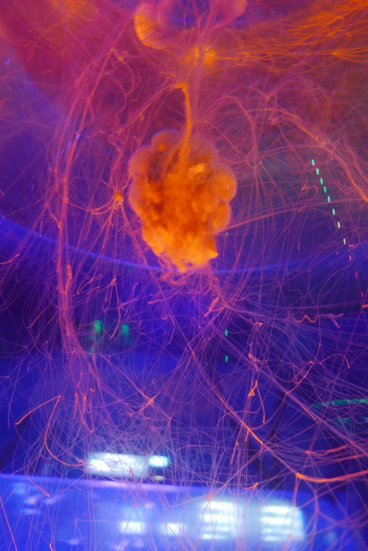 Lion's Mane Jellyfish