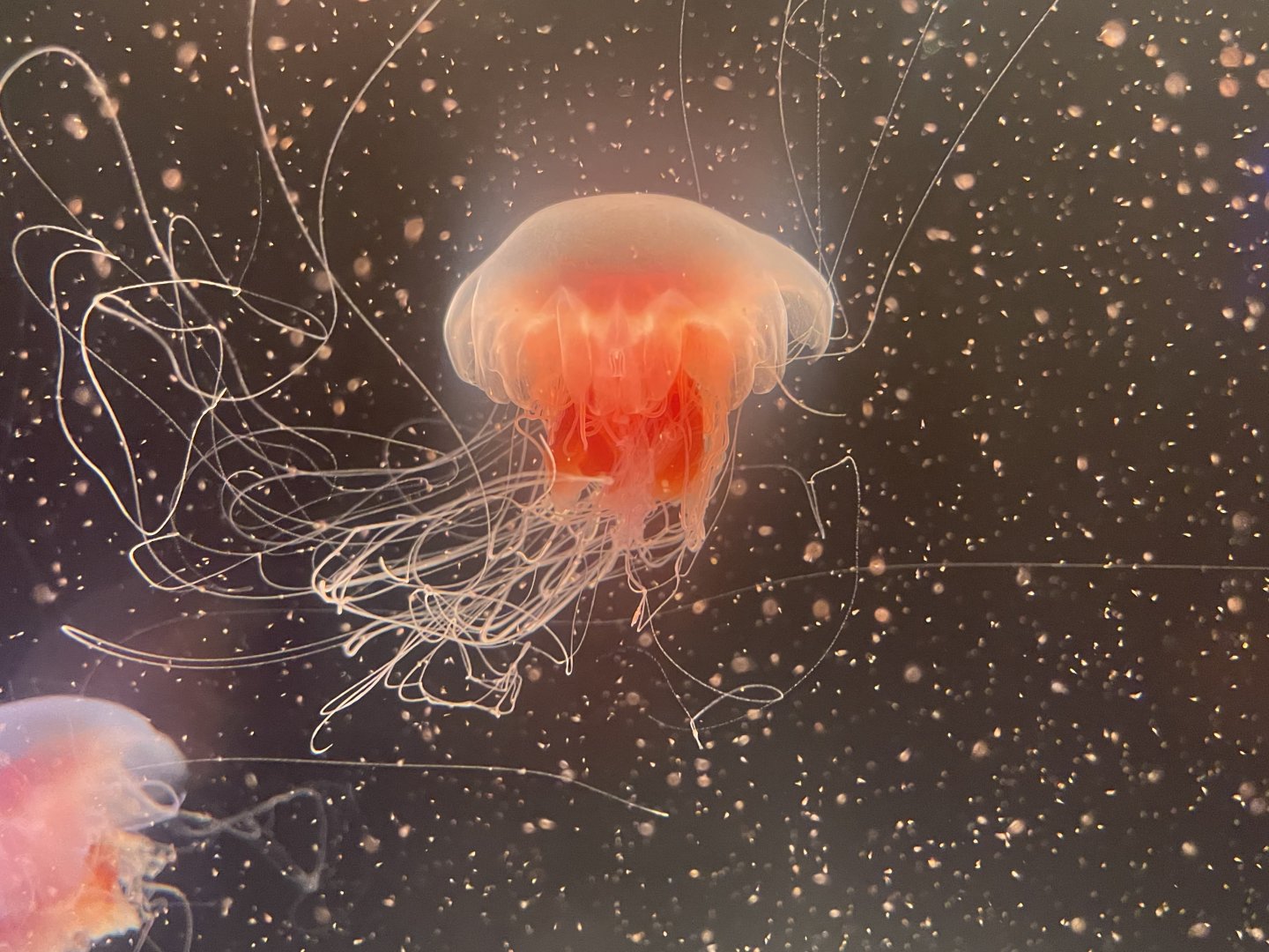 Lions Mane Jellyfish
