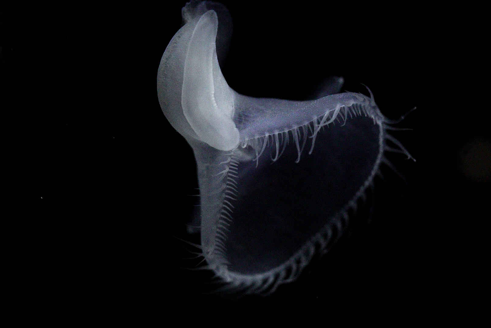 Lion's Mane Nudibranch // California Coast
