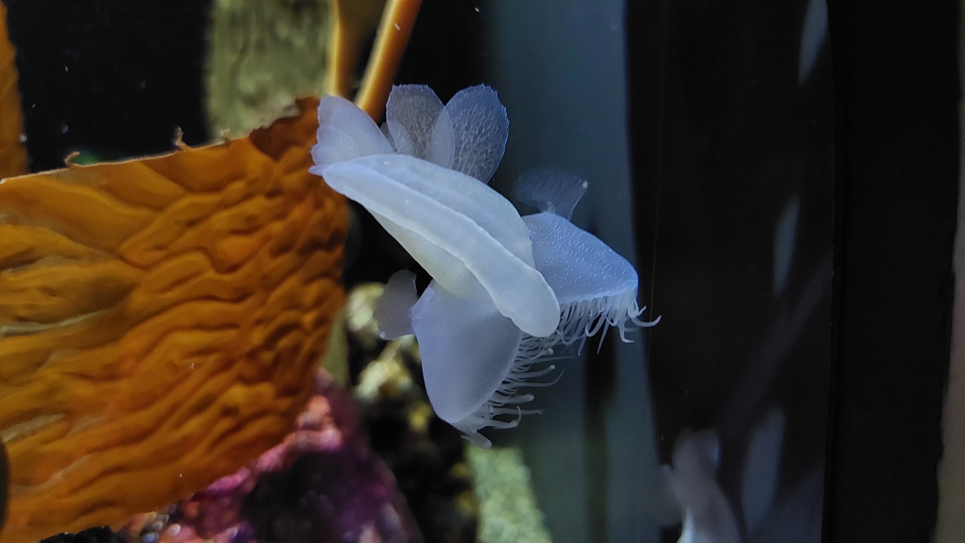 Lion's mane nudibranch (Melibe leonina)