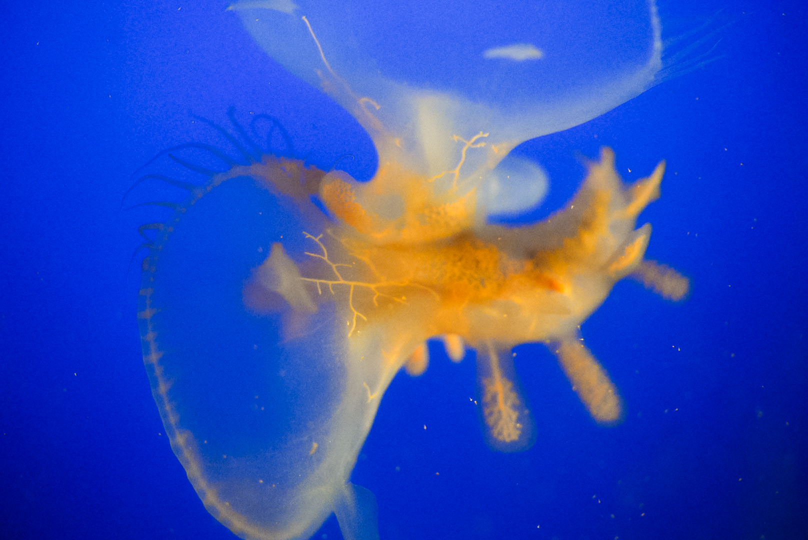 Lion's Mane Nudibranch