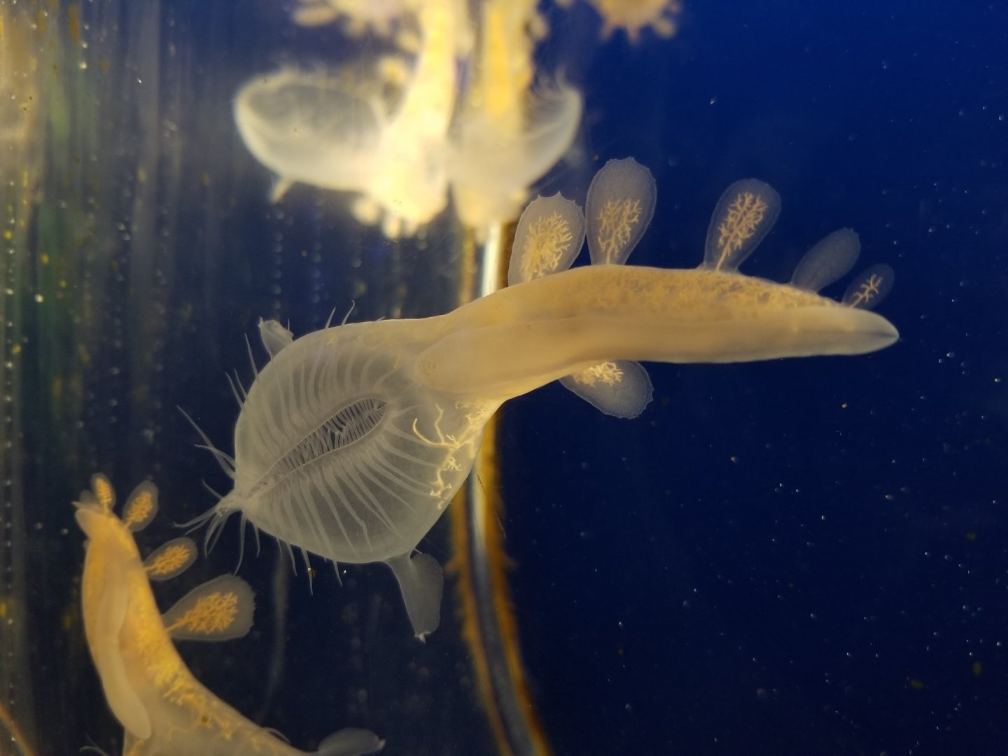 Lion's mane nudibranch