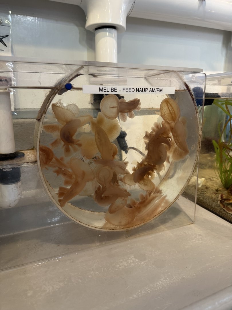 Lions Mane Nudibranch