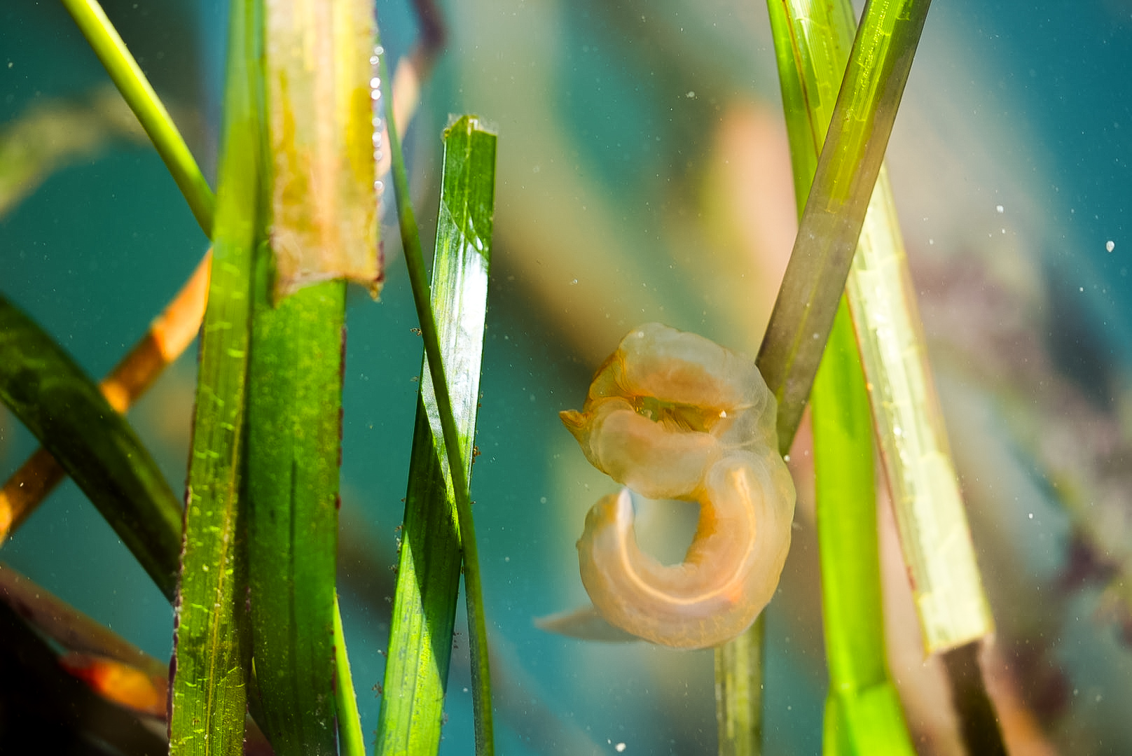 Lion's Mane Nudibranch