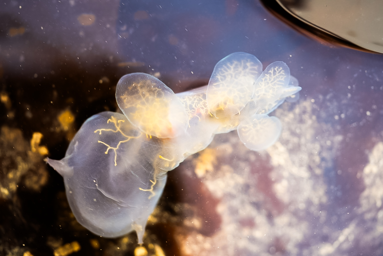 Lion's Mane Nudibranch