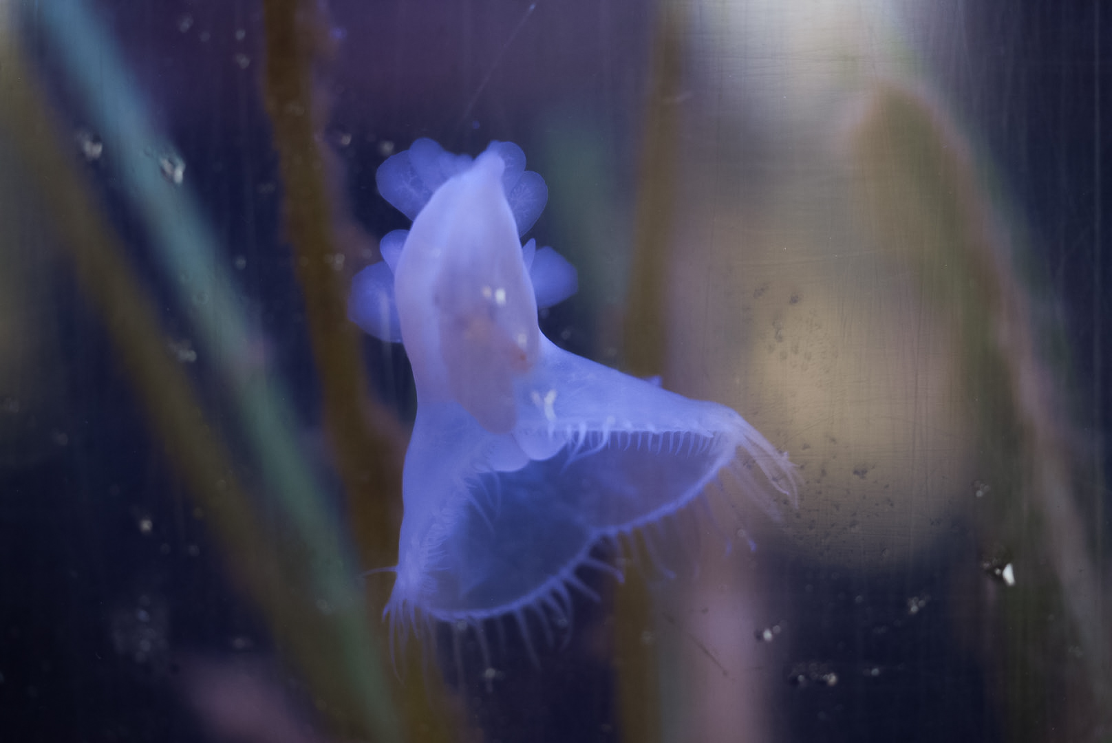 Lion's Mane Nudibranch