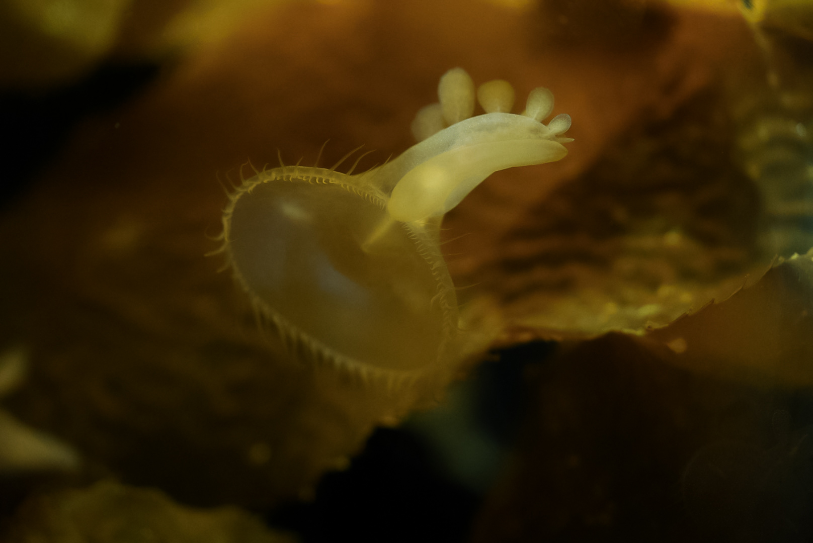 Lion's Mane Nudibranch