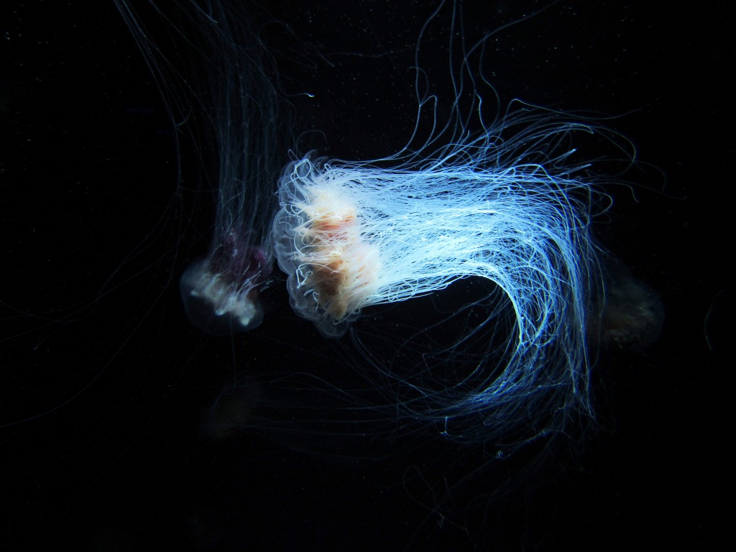 Lion's mane sea jelly