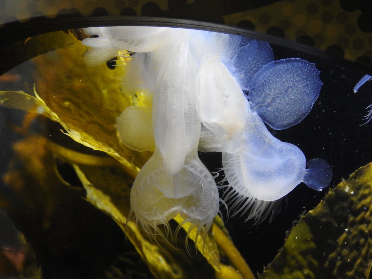 Lion's Mane Sea Slug