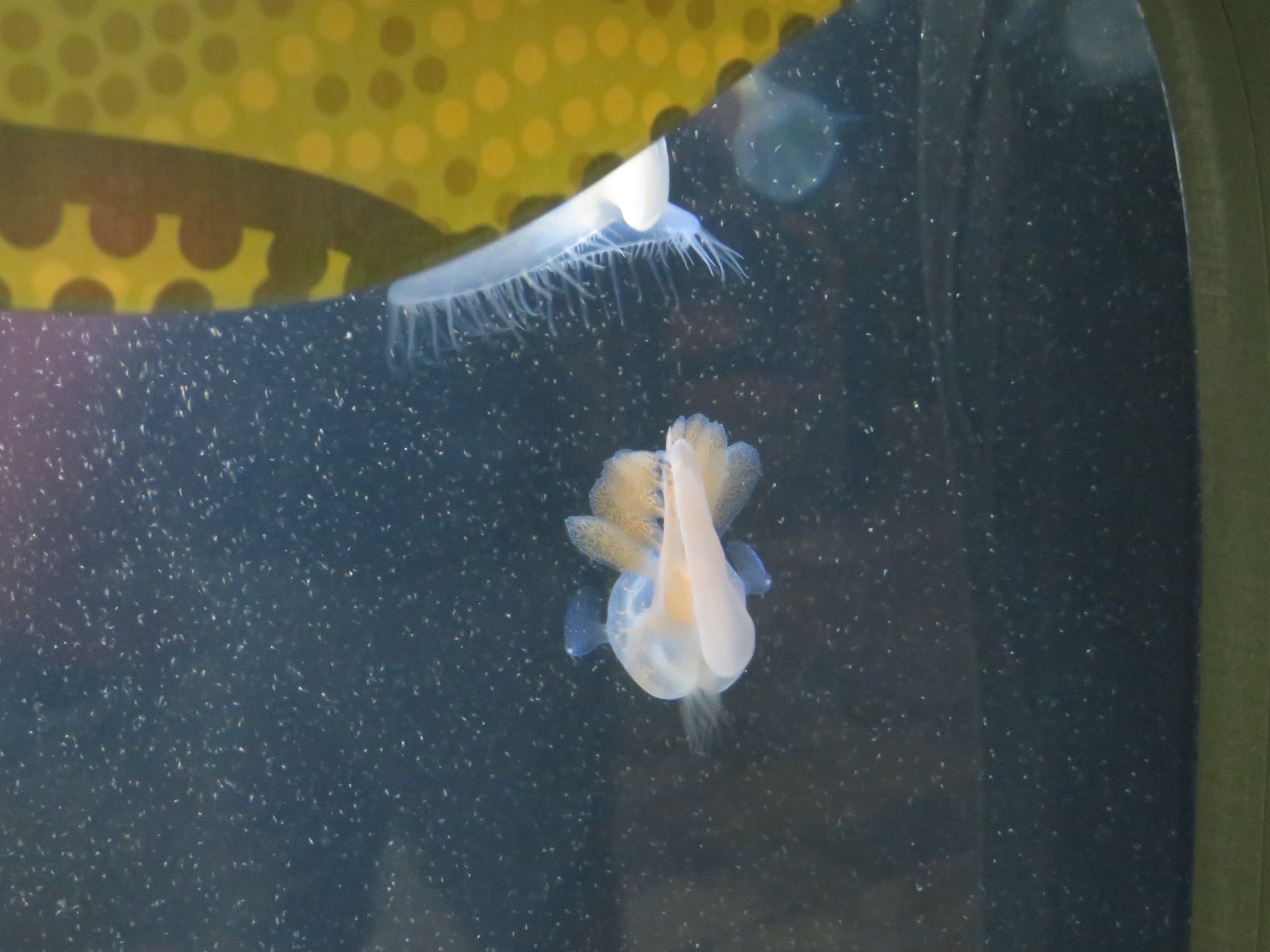 Lion's Mane Sea Slug
