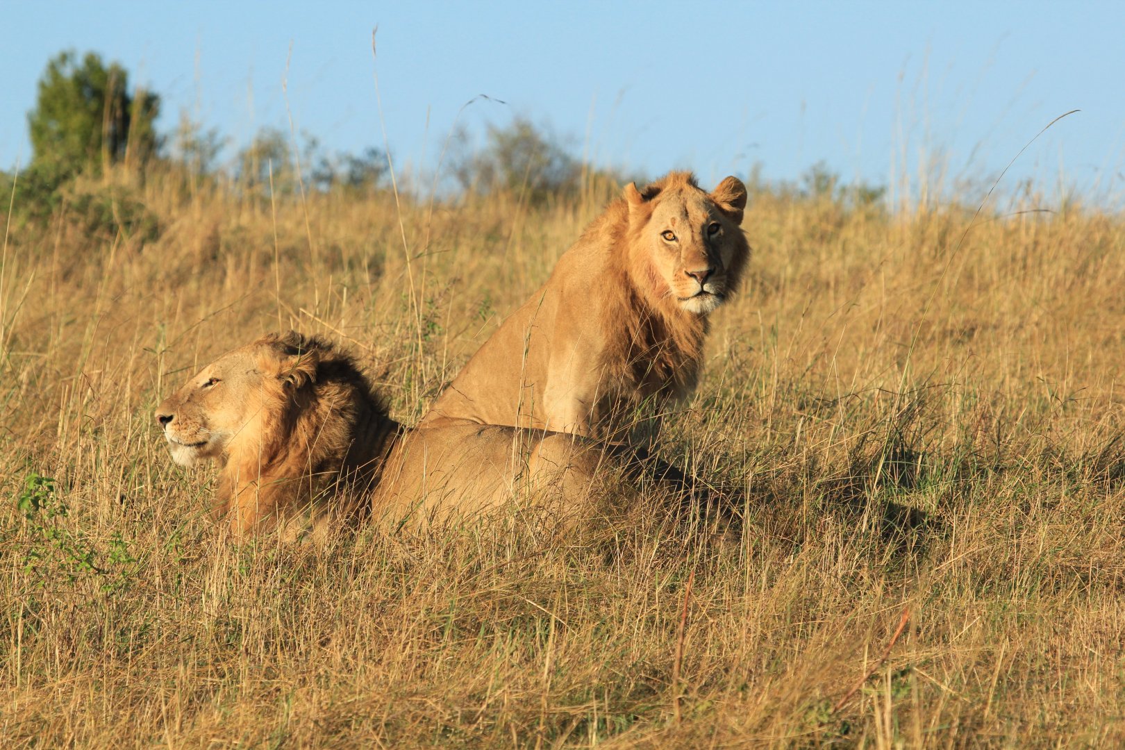 Lions - Masai Mara (September 2018)