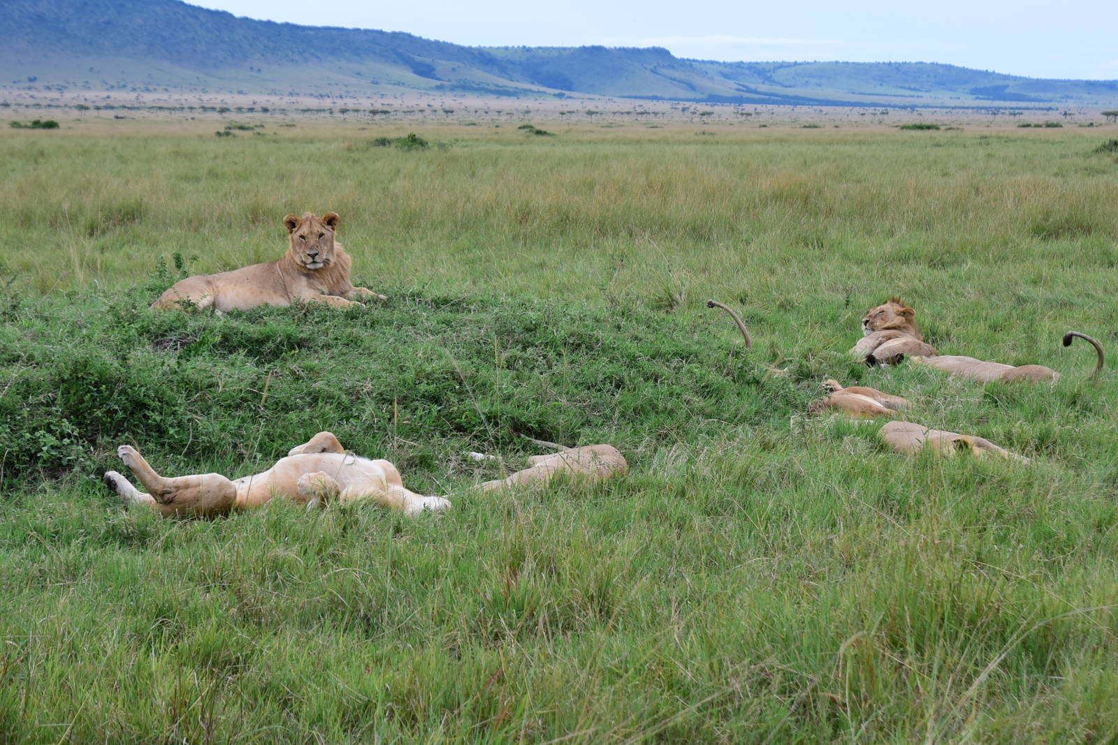 Lions - Masai Mara
