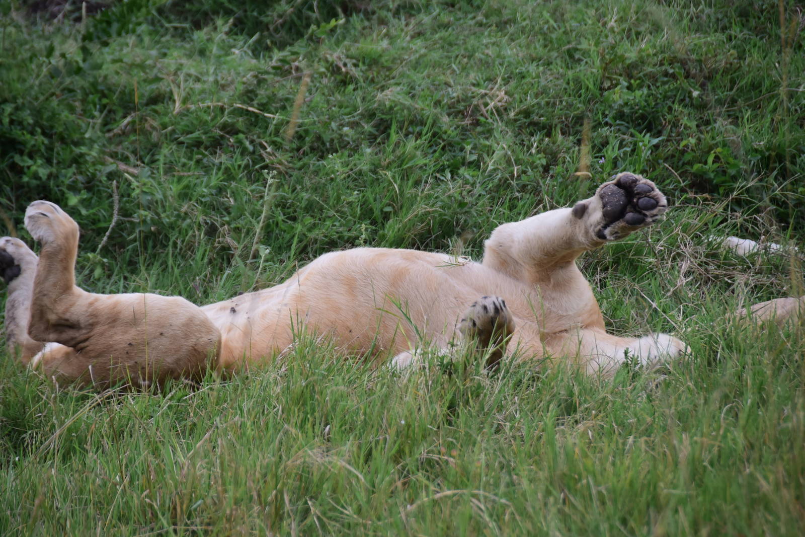 Lions - Masai Mara