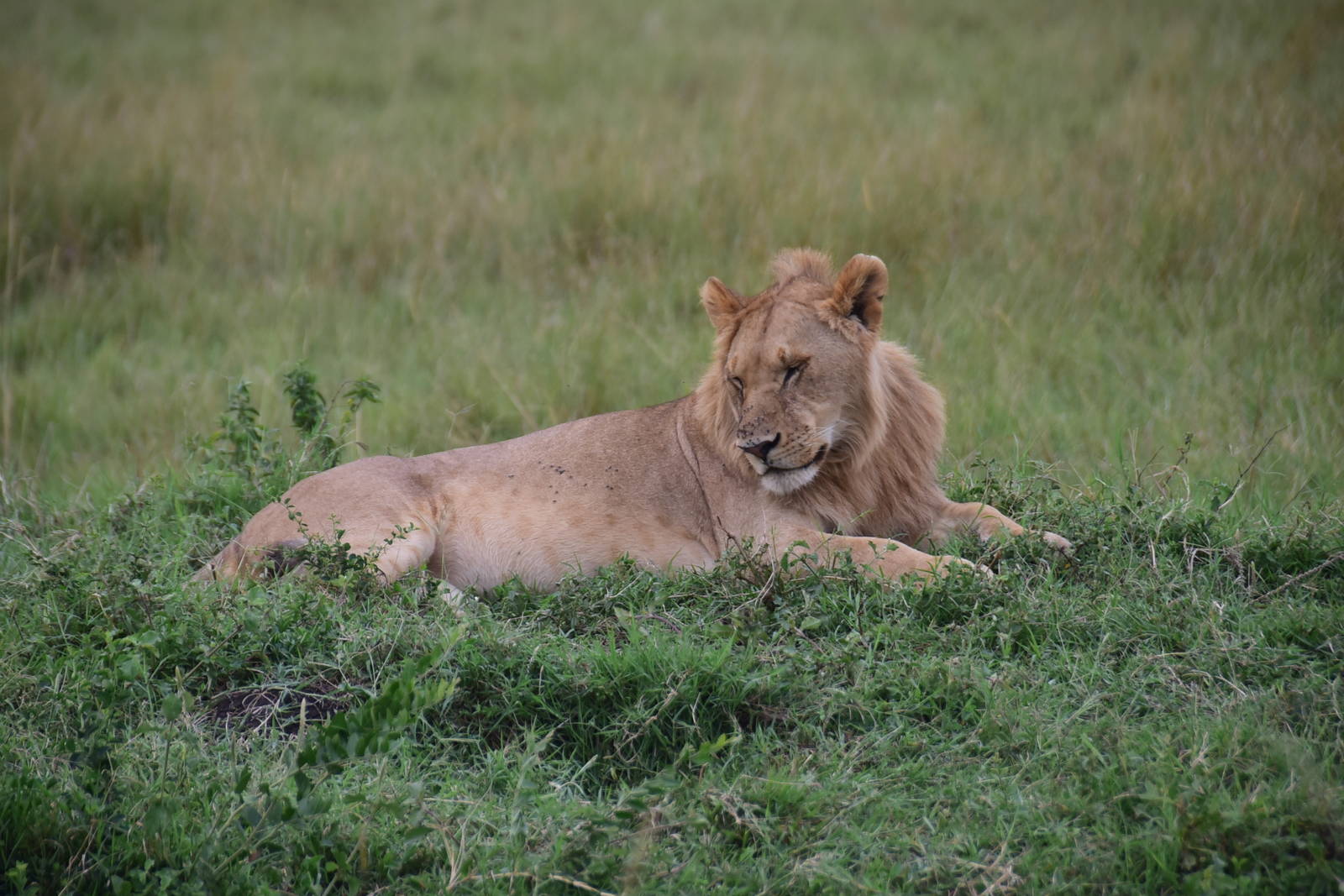 Lions - Masai Mara