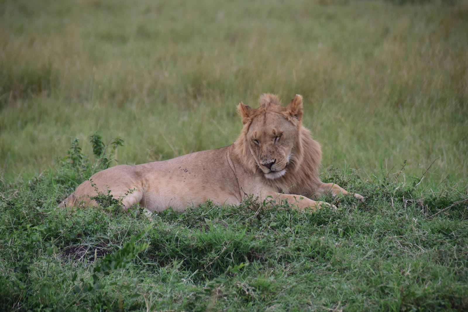 Lions - Masai Mara