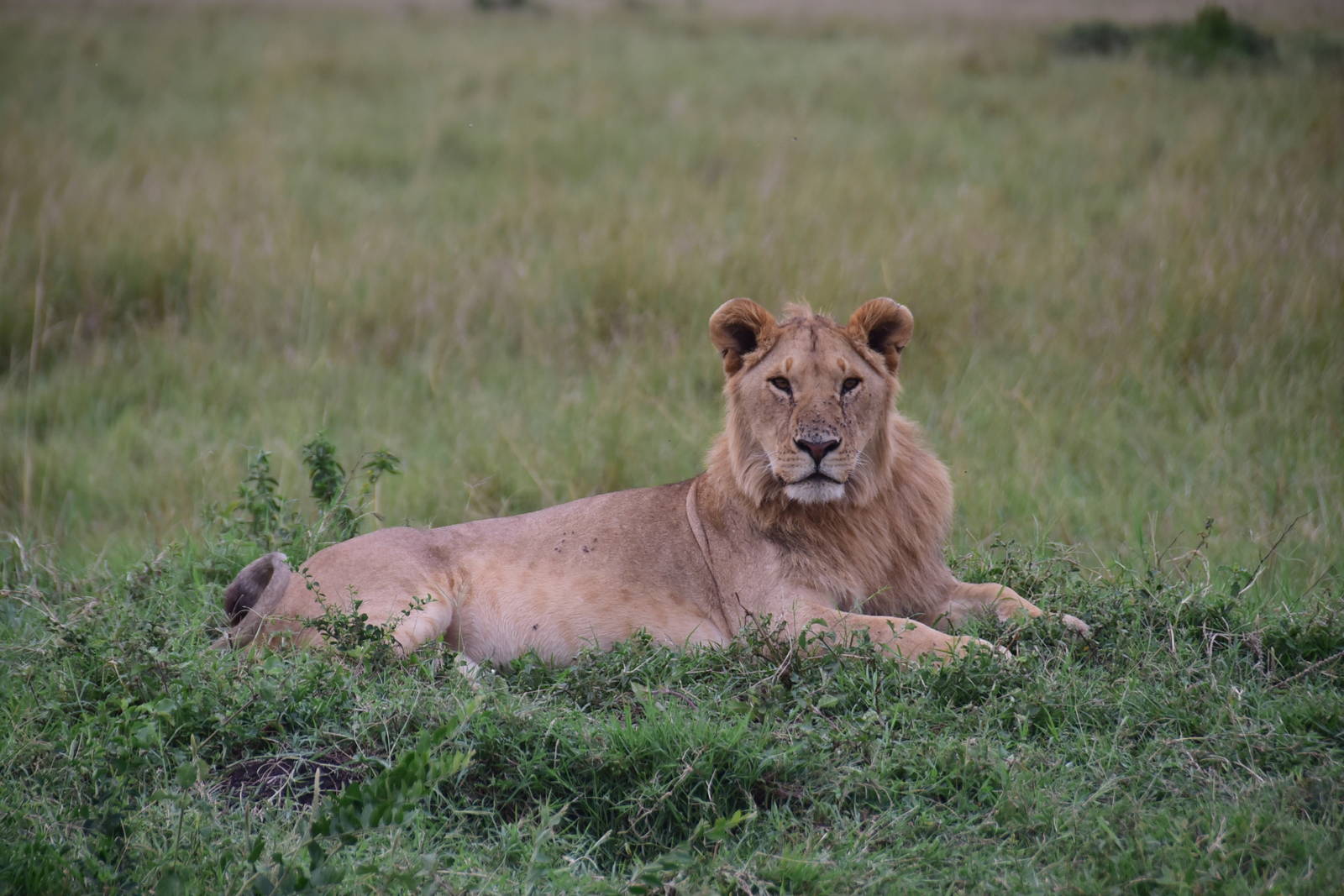 Lions - Masai Mara