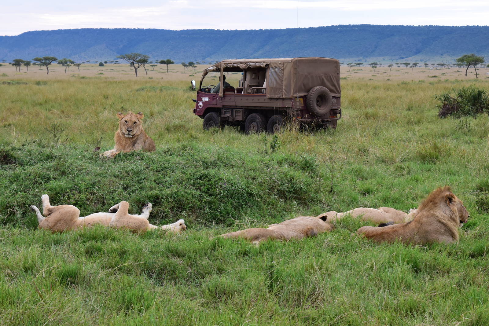 Lions - Masai Mara