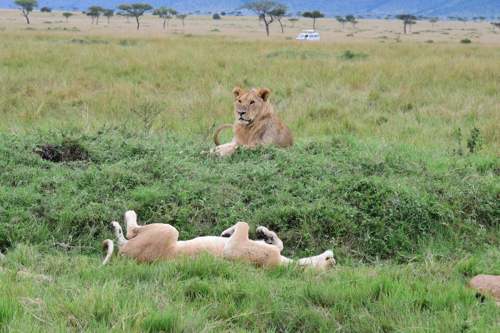 Lions - Masai Mara