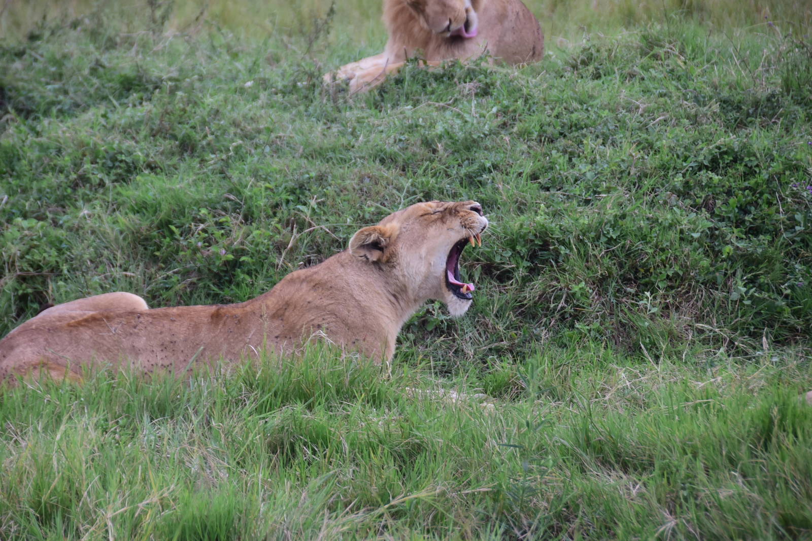 Lions - Masai Mara