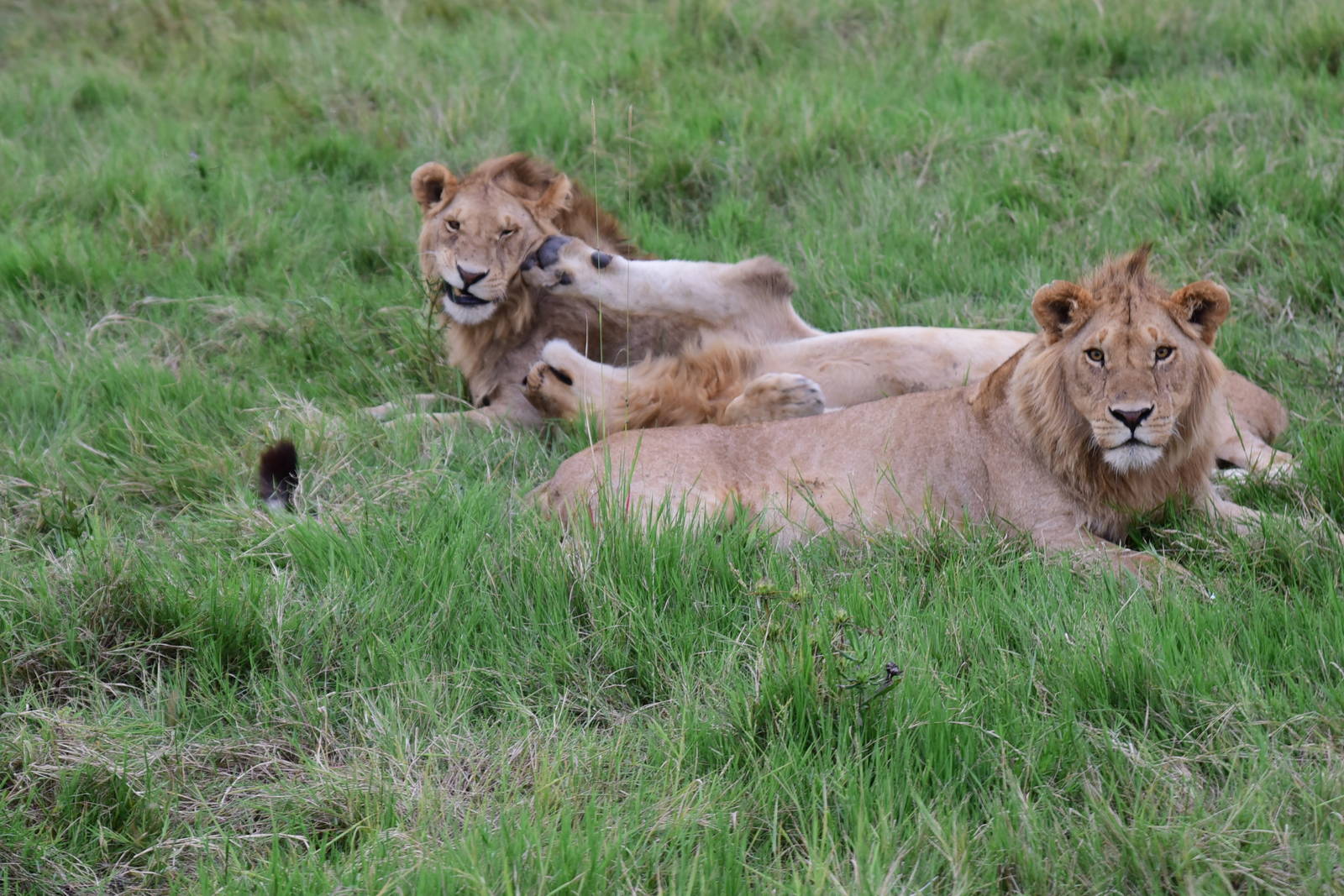 Lions - Masai Mara