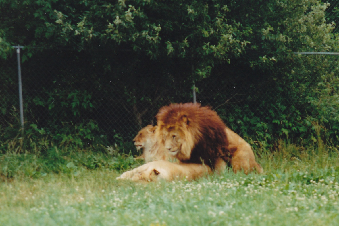 Lions mating 1988
