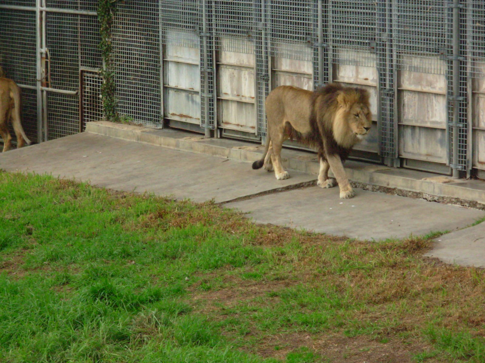 Lions - Melbourne Zoo
